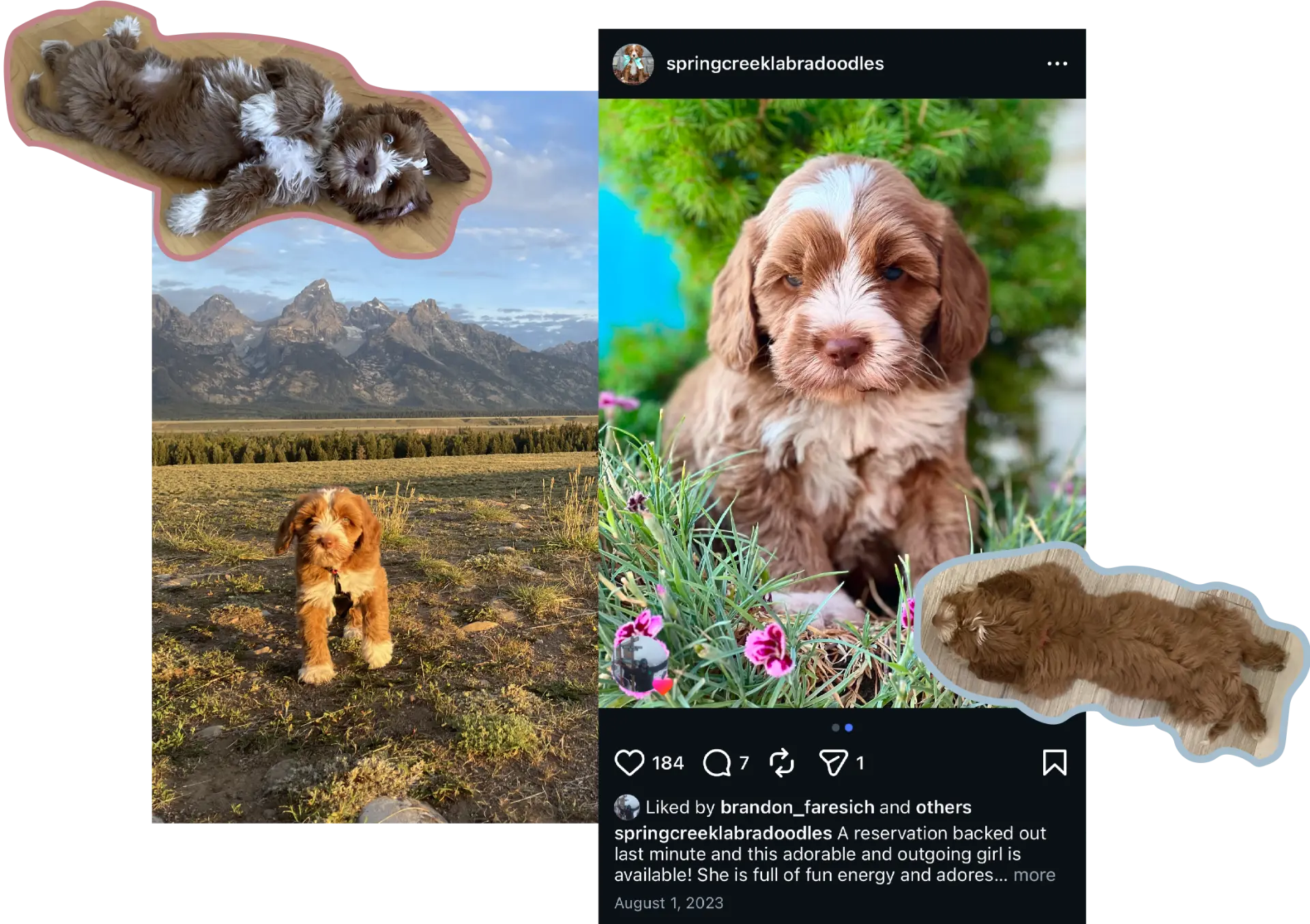 Uni as a puppy in Jackson Hole