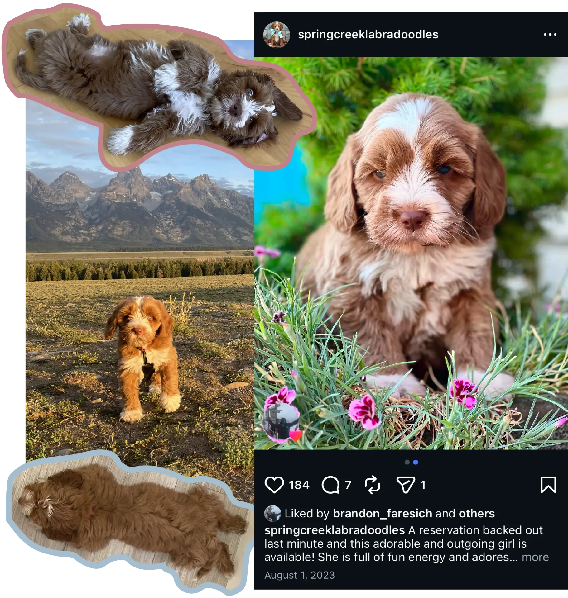 Uni as a puppy in Jackson Hole